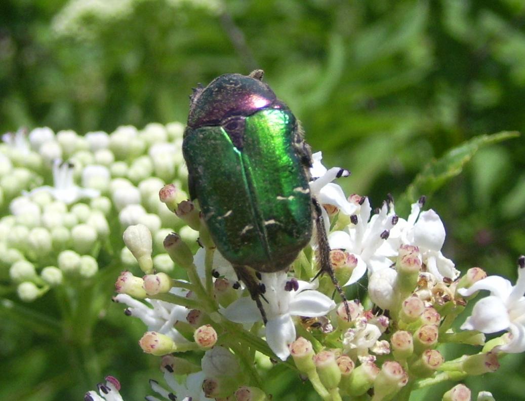 Cetonia aurata pisana